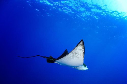Oceanic Eagle Ray