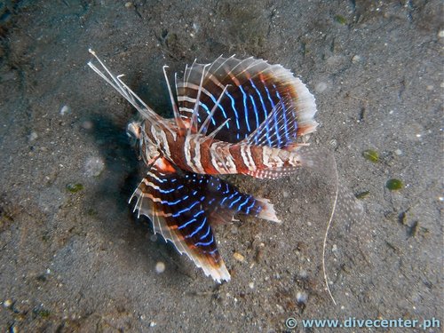 Diving at Pintuyan Dive Resort