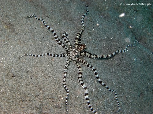 Diving at Pintuyan Dive Resort