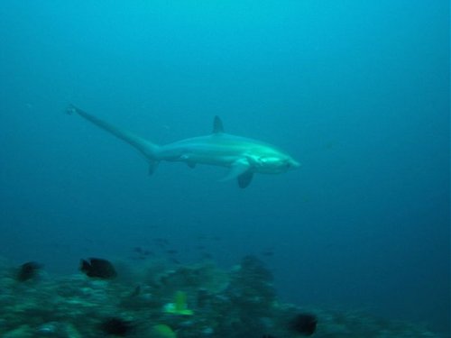 Tresher Shark