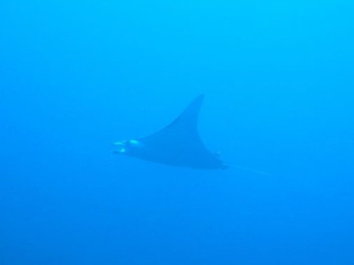 Manta Ray