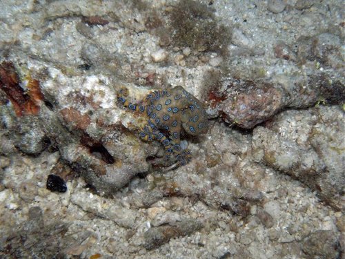 Bluering Octopus